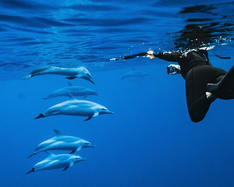 3-Hour Dolphin Swim & Snorkel Tour From Waianae