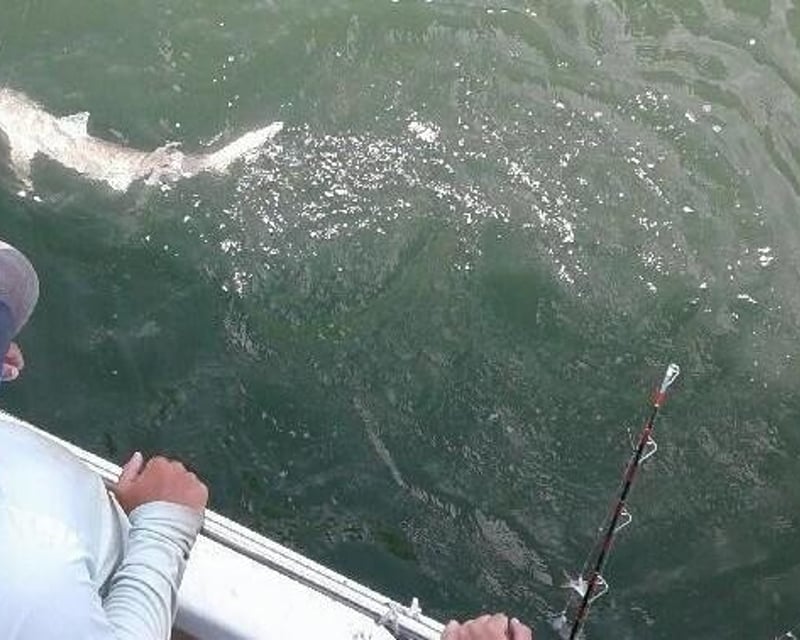 Shark Fishing Charter Hilton Head Island