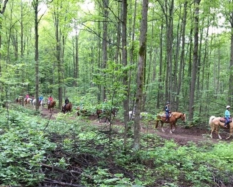 Guided Forest Horseback Trail Ride in Vanderbilt, Michigan
