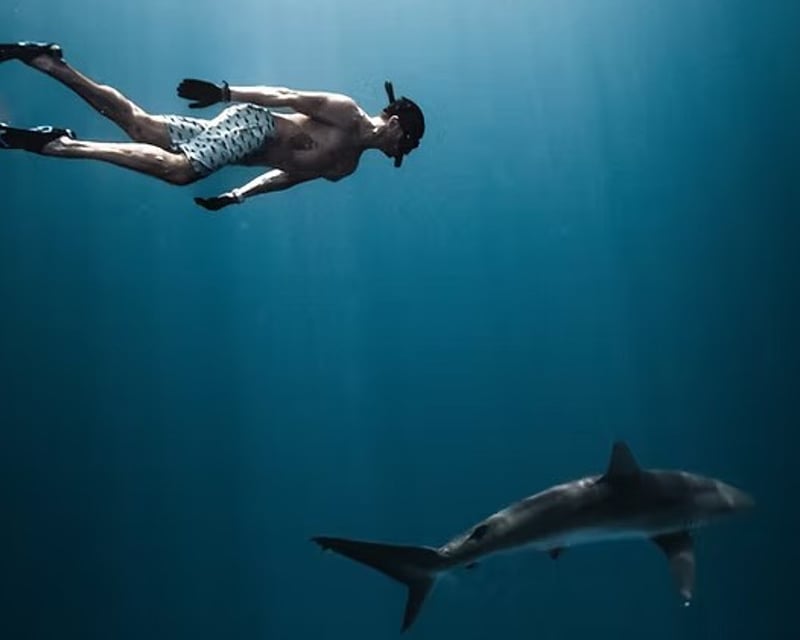 Private Shark Snorkeling Charter From Riviera Beach