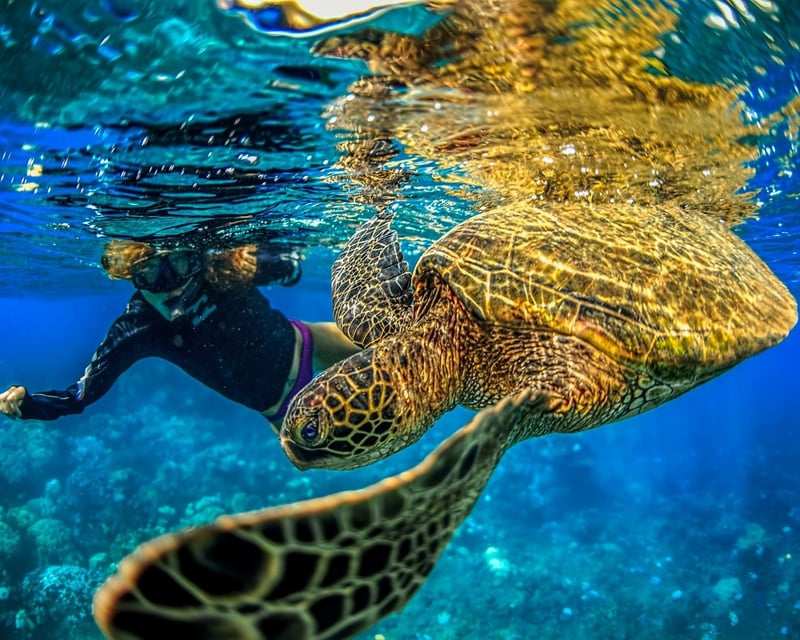 Molokini Crater & Turtle Town Raft Snorkel Tour