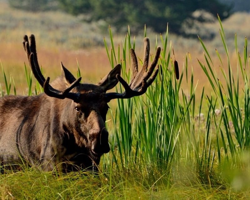 Private Full-Day Wildlife Tour in Grand Teton National Park