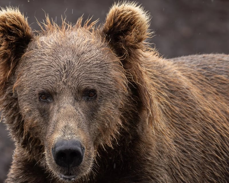 Kodiak 2-Hour Guided Brown Bear Viewing Tour