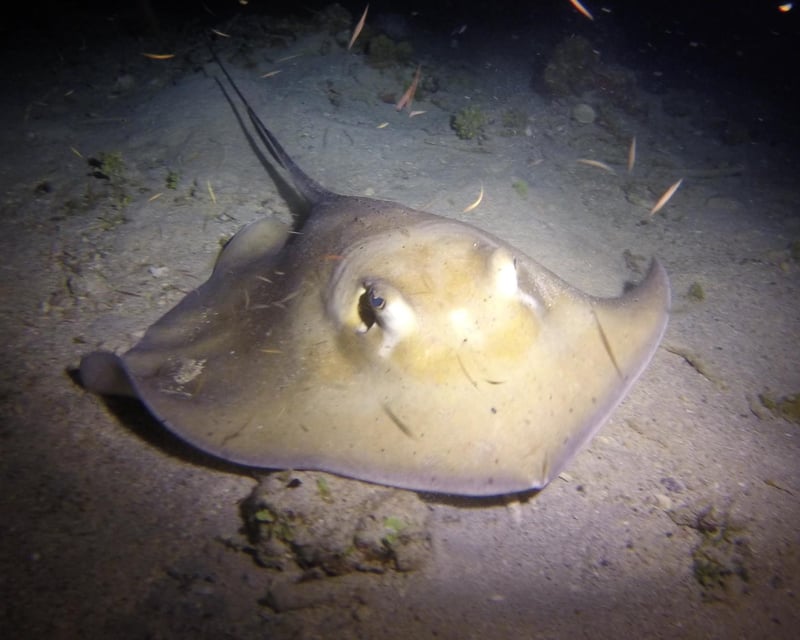 Sunset & Night Scuba Dive in St. Thomas