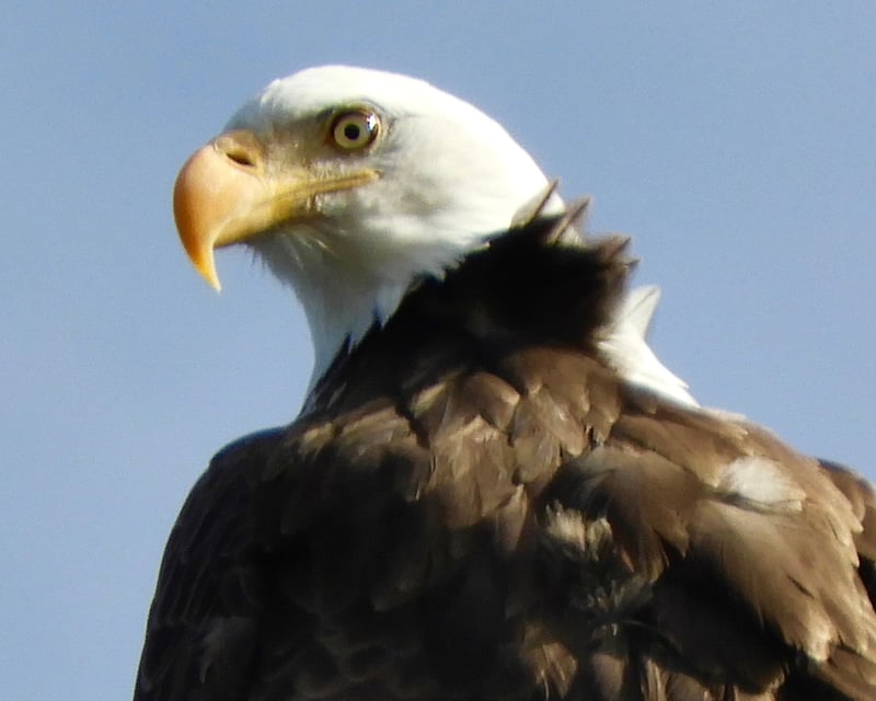 Full-Day Birds of Prey Birding Tour from Denver