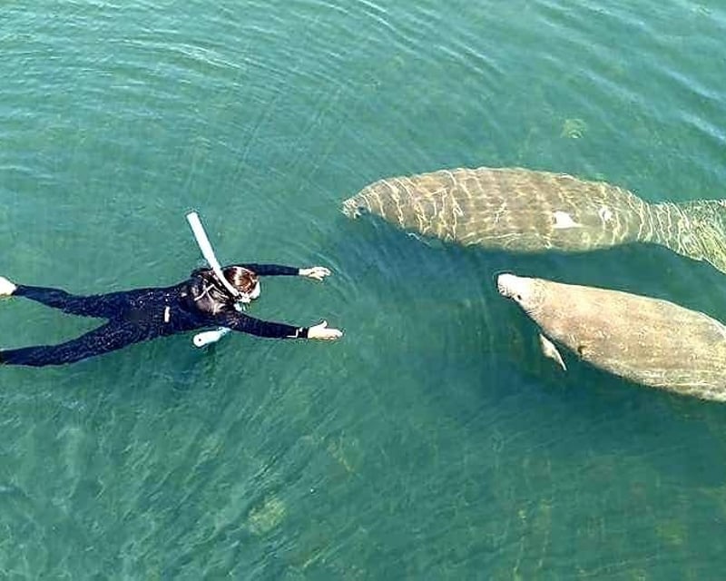 Private Manatee Swim on Heated Pontoon Boat, 3 Hours
