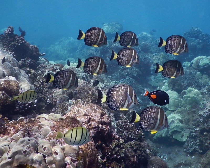 2.5-Hour Ka'anapali Snorkeling Cruise