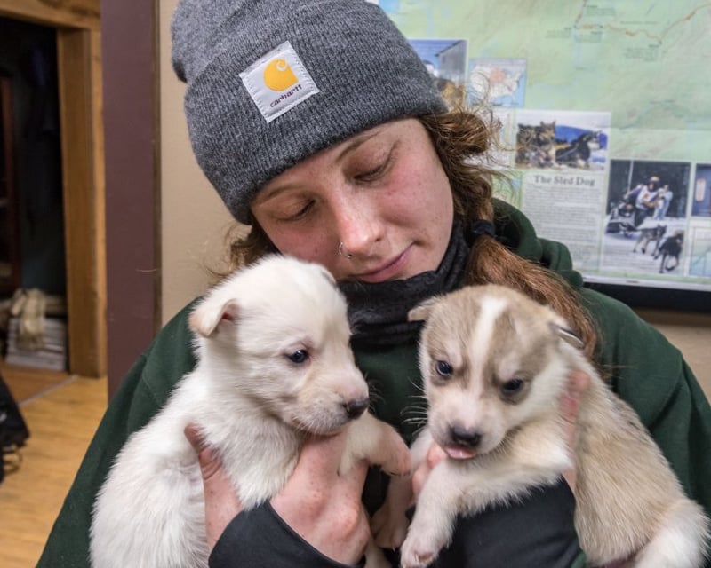Dog Mushing Kennel Tour at Chena Hot Springs Resort