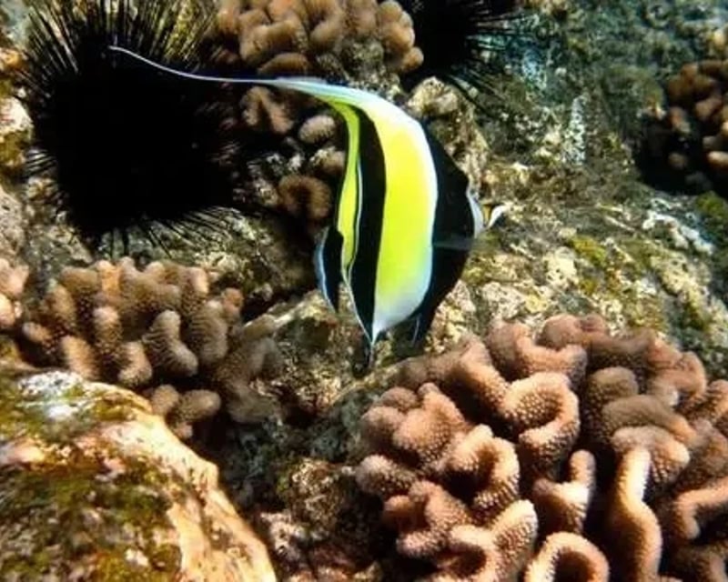 4-Hour Kona Morning Snorkel Cruise