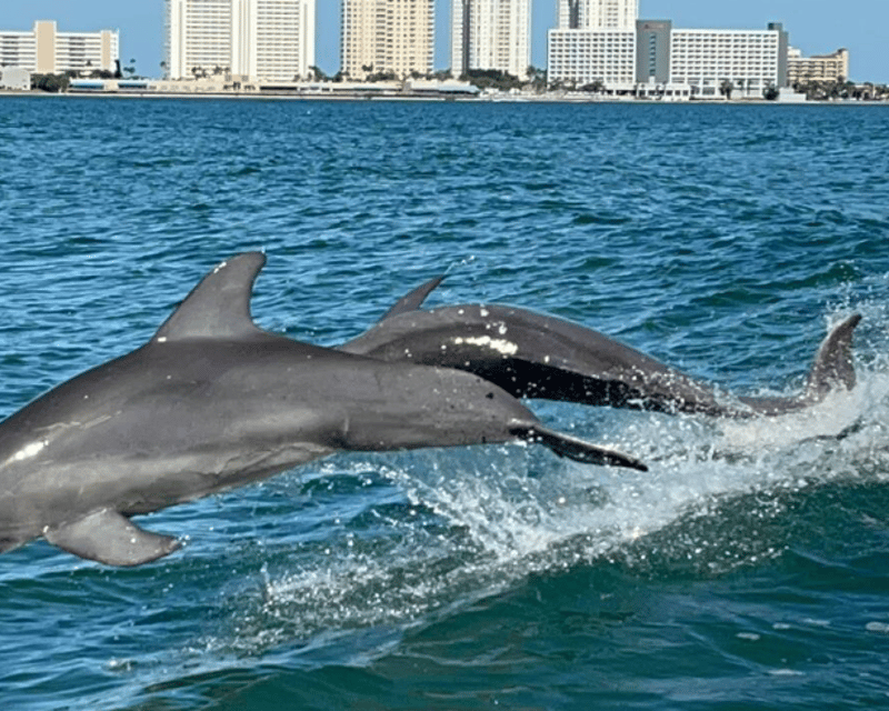 Dolphin Tour & Island Sandbar Swim in Clearwater Beach