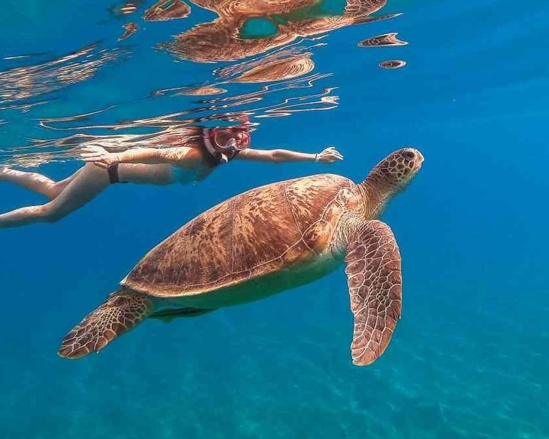 Turtle Snorkeling Cruise with Jump Platform in Honolulu