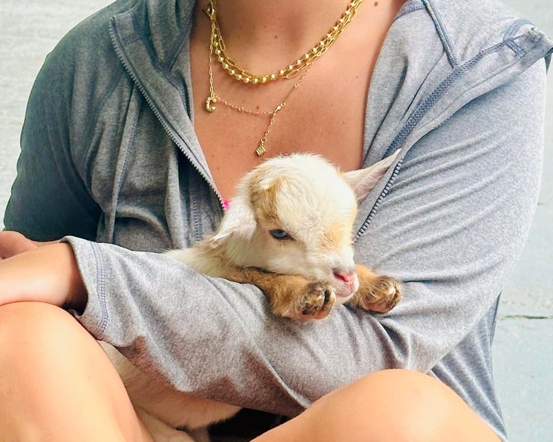 Private Baby Goat Snuggle Session & Farm Day in Katy