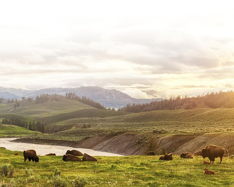 Private Dawn Wildlife Tour in Grand Teton National Park