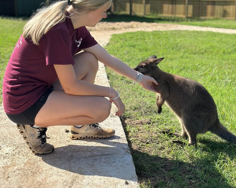 Kangaroo & Wallaby Feeding in Jefferson