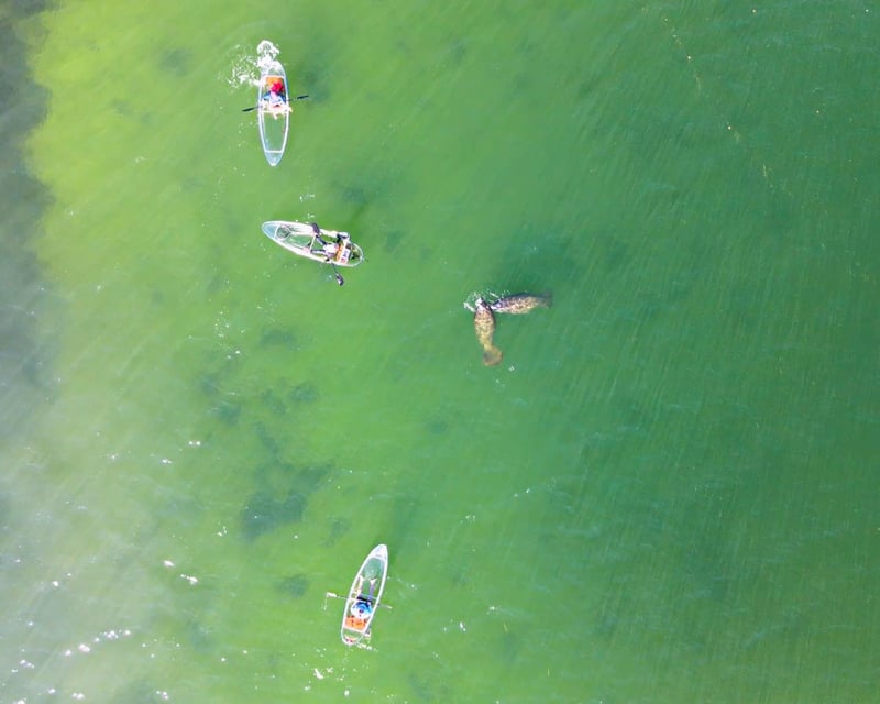 Guided Clear Kayak Day Tour in Sarasota
