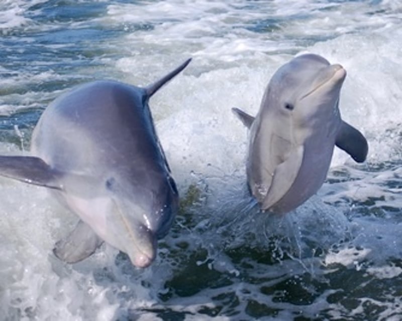 Marco Island Dolphin & Shelling Tour