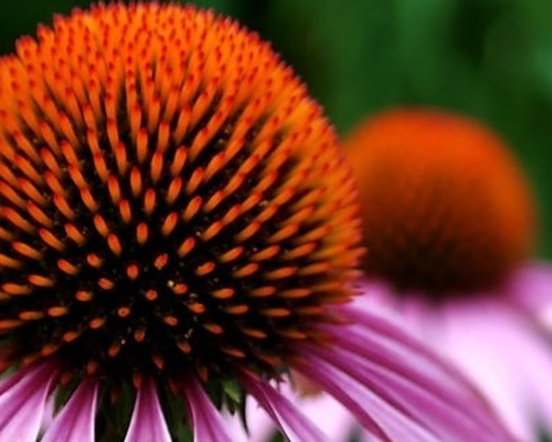 Littleton Herbalism Class