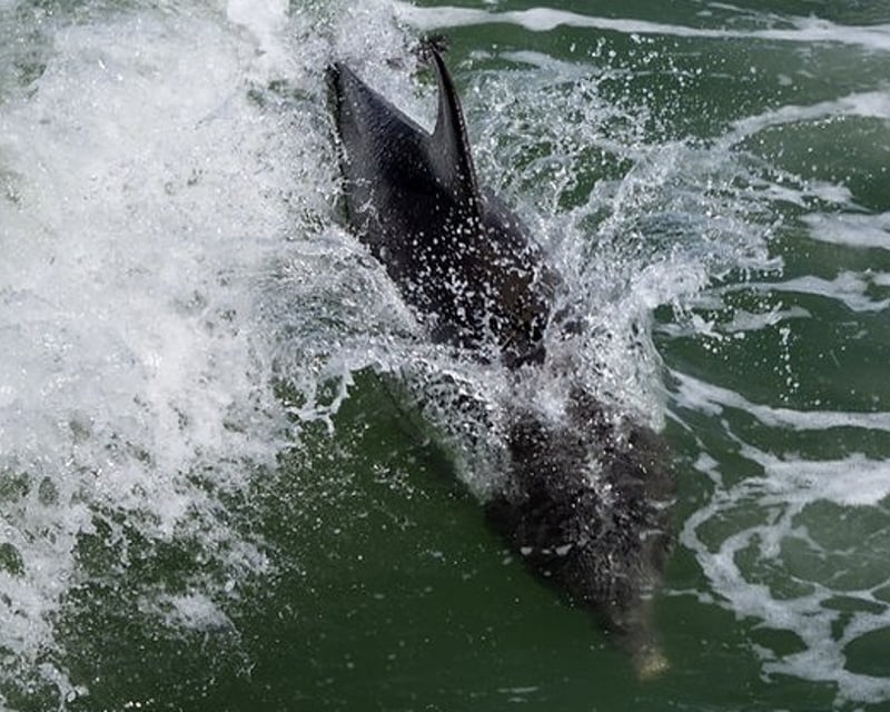 4-Hour Naples Dolphin Watching Cruise