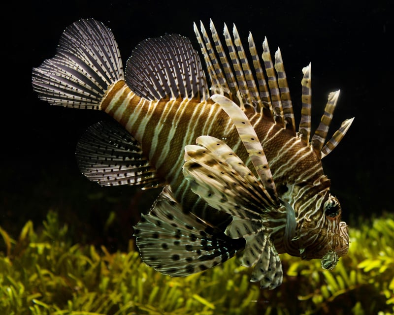 5-Hour Pensacola Lionfish Hunting Trip