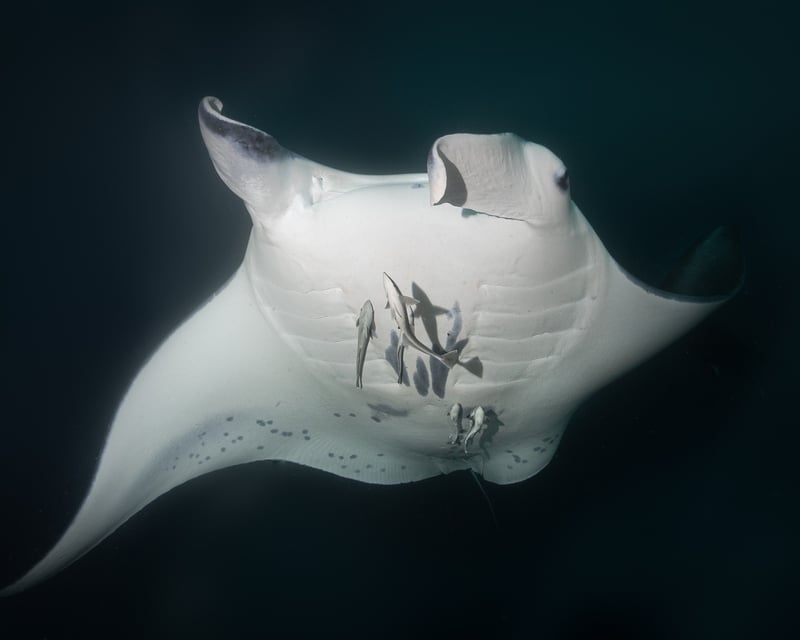 2-Tank Manta Ray Dive at Catalina Islands, Costa Rica