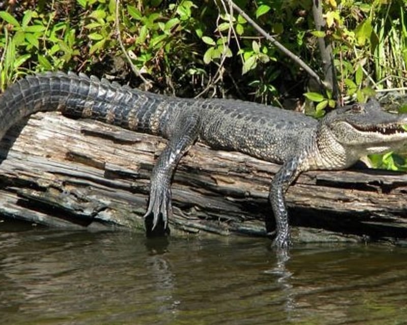Explore Jean Lafitte Swamp on a Guided Pontoon Tour