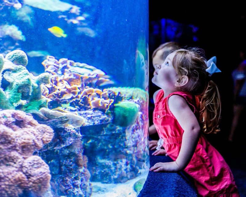Ripley's Aquarium of Myrtle Beach Admission Ticket