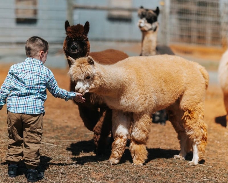 Self-Guided Alpaca Farm Visit in Palmyra