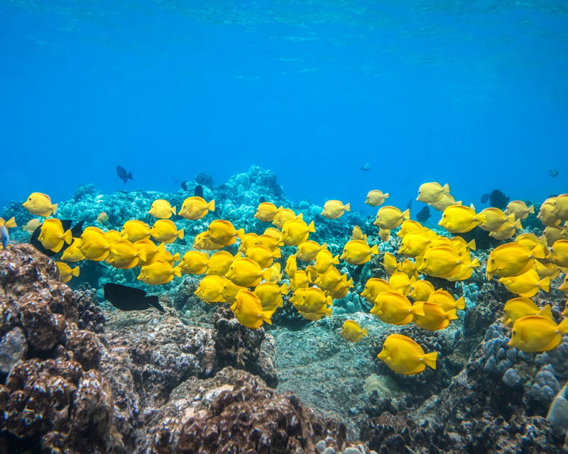 Captain Cook Monument Snorkel Tour in Kealakekua Bay