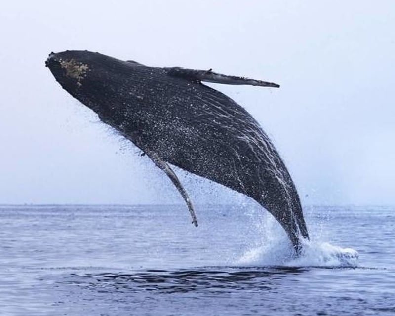 Monterey Bay Whale Watching with Marine Biologists