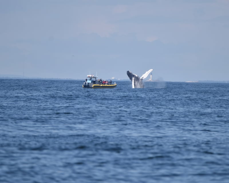 Kennebunk Whale Watch with Boon Island Light & Seals