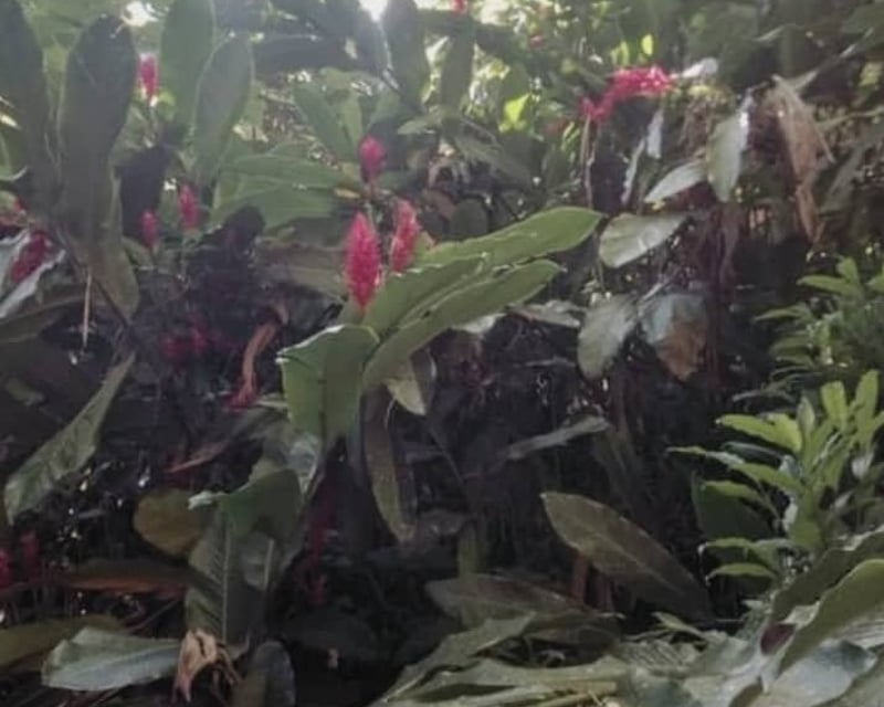 Rainforest Hike & Natural Water Slide from Fajardo