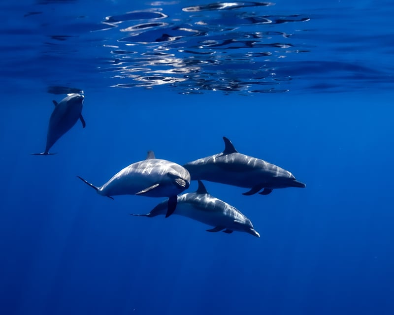 Waianae Dolphin Swim Catamaran Cruise