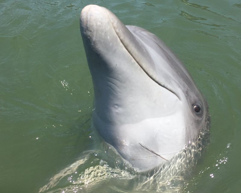 Dolphin Tour & Daufuskie Island Stop from Hilton Head