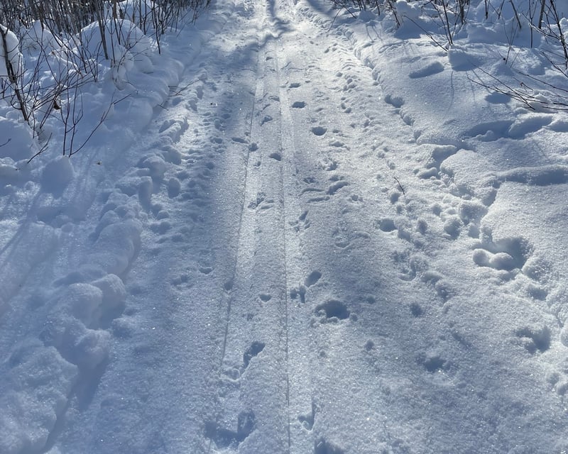 Classic & Skate Nordic Ski Rental in Duluth
