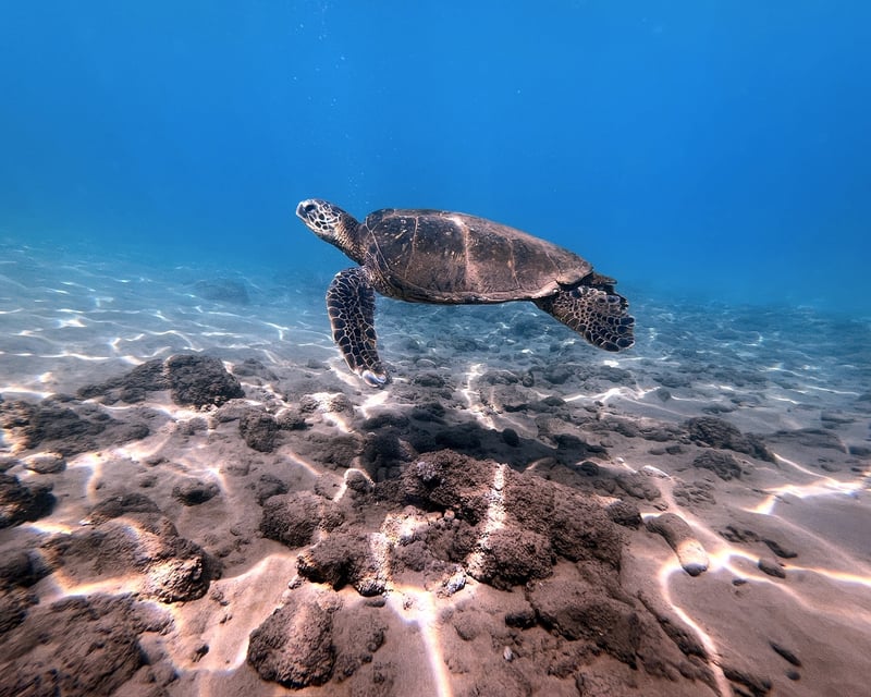 Turtle Snorkeling Cruise in Kihei