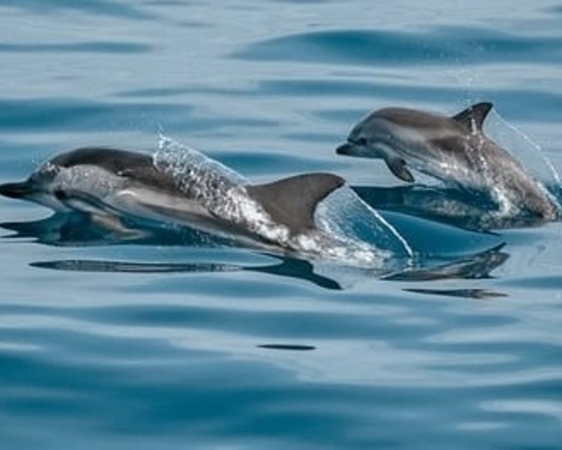Dunedin Dolphin Watching Cruise