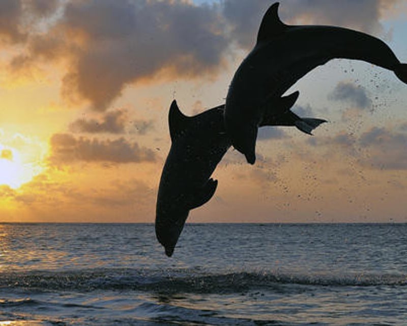 Private Dolphin & Manatee Sightseeing Cruise in Sarasota