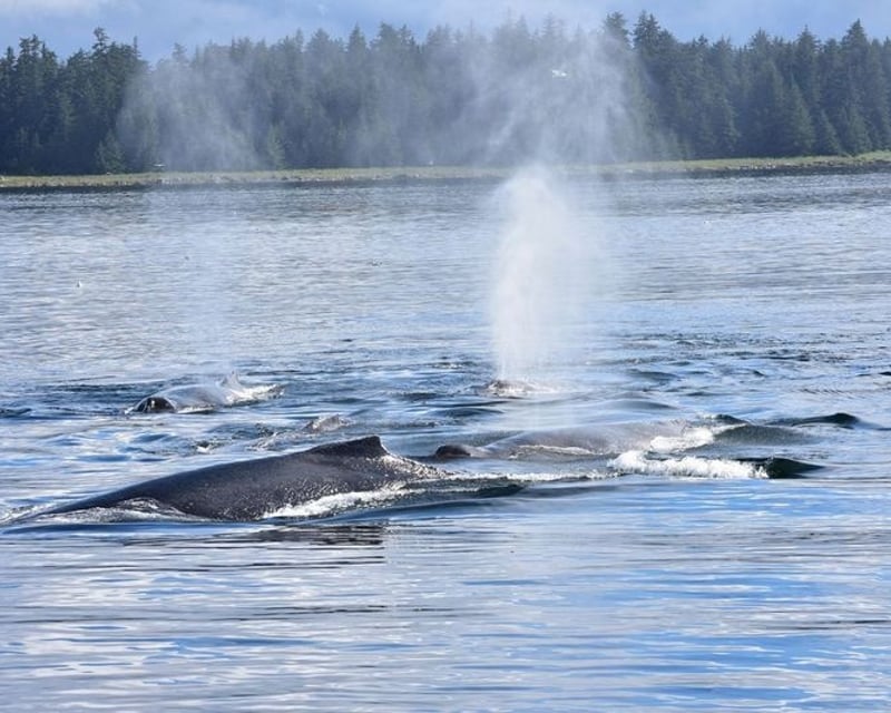 Private Whale & Sea Otter Cruise in Sitka
