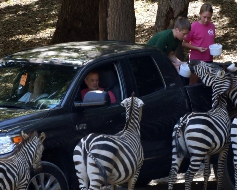 Group Drive-Thru Animal Feeding at Atlanta Safari Park