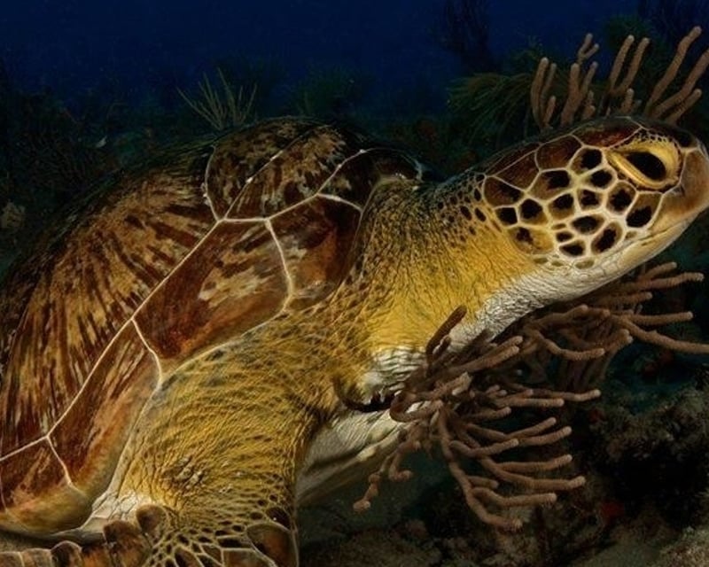 Riviera Beach 2-Tank Reef Dive Charter