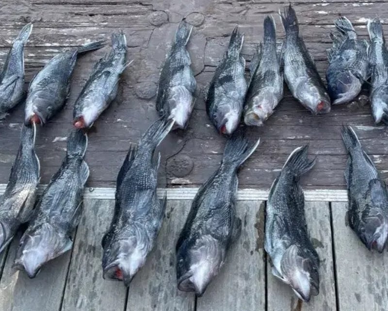 Nearshore Bottom Fishing Charter in Lewes
