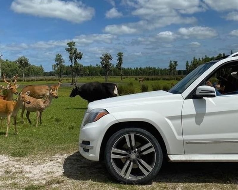 Guided Drive-Thru Safari Tour in Lakeland
