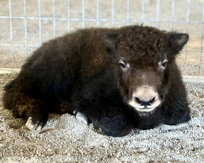 Baby Yak Bottle Feeding Experience in Sweetwater
