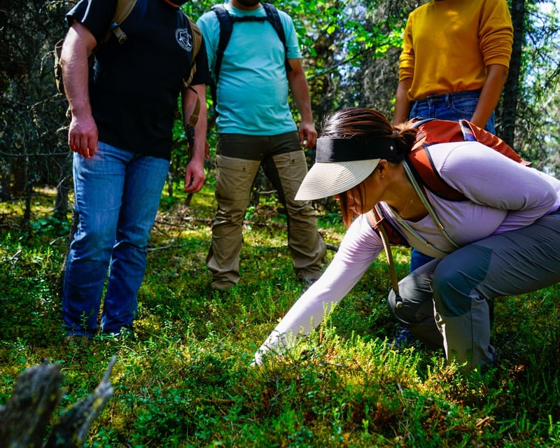 Denali 4-Hour Off-Trail Guided Hike