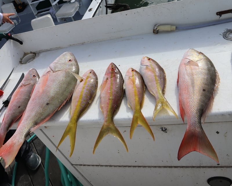 6-Hour Shared Fishing Charter in Key West