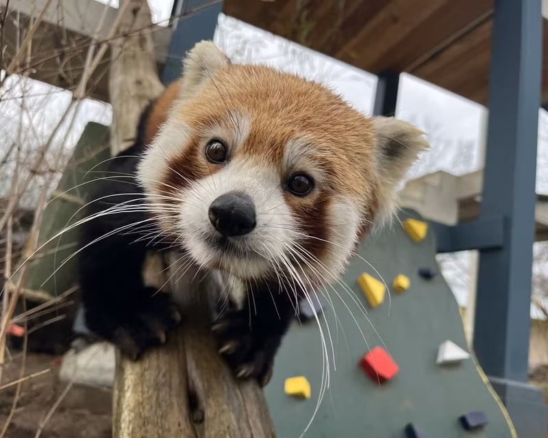 Franklin Park Zoo Admission Ticket in Boston