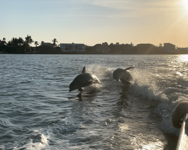 90-Minute Private Dolphin Cruise in Fort Myers Beach