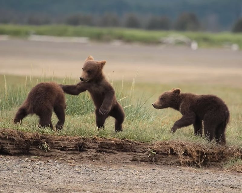 Katmai Guided Bear Viewing Floatplane Tour