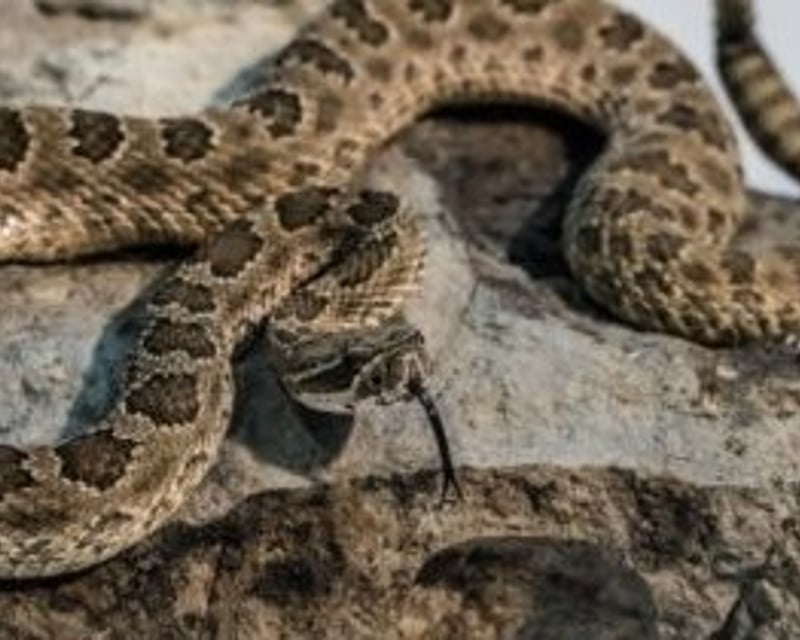 Private Reptile Tour & Live Rattlesnake Show in Kearns