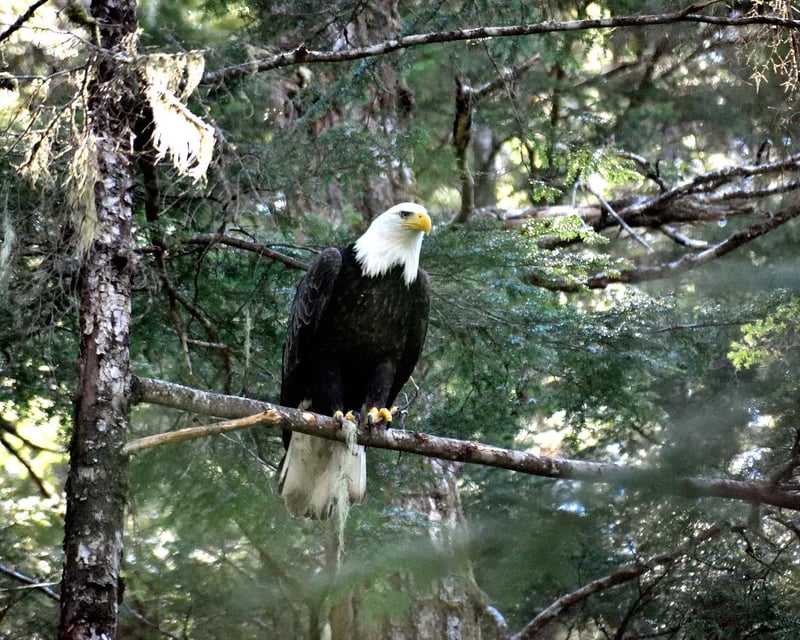 Sitka Bears, Raptors & Totems Guided Tour